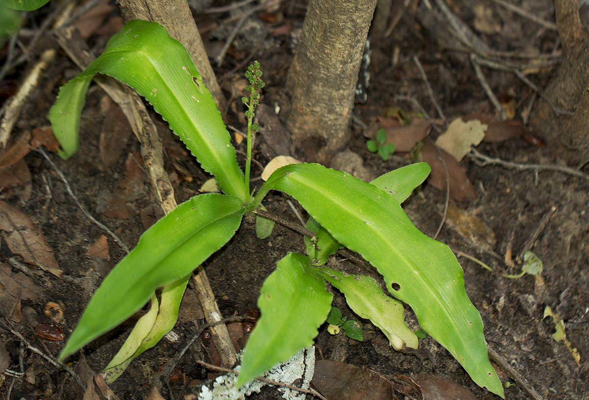 Chlorophytum brachystachyum