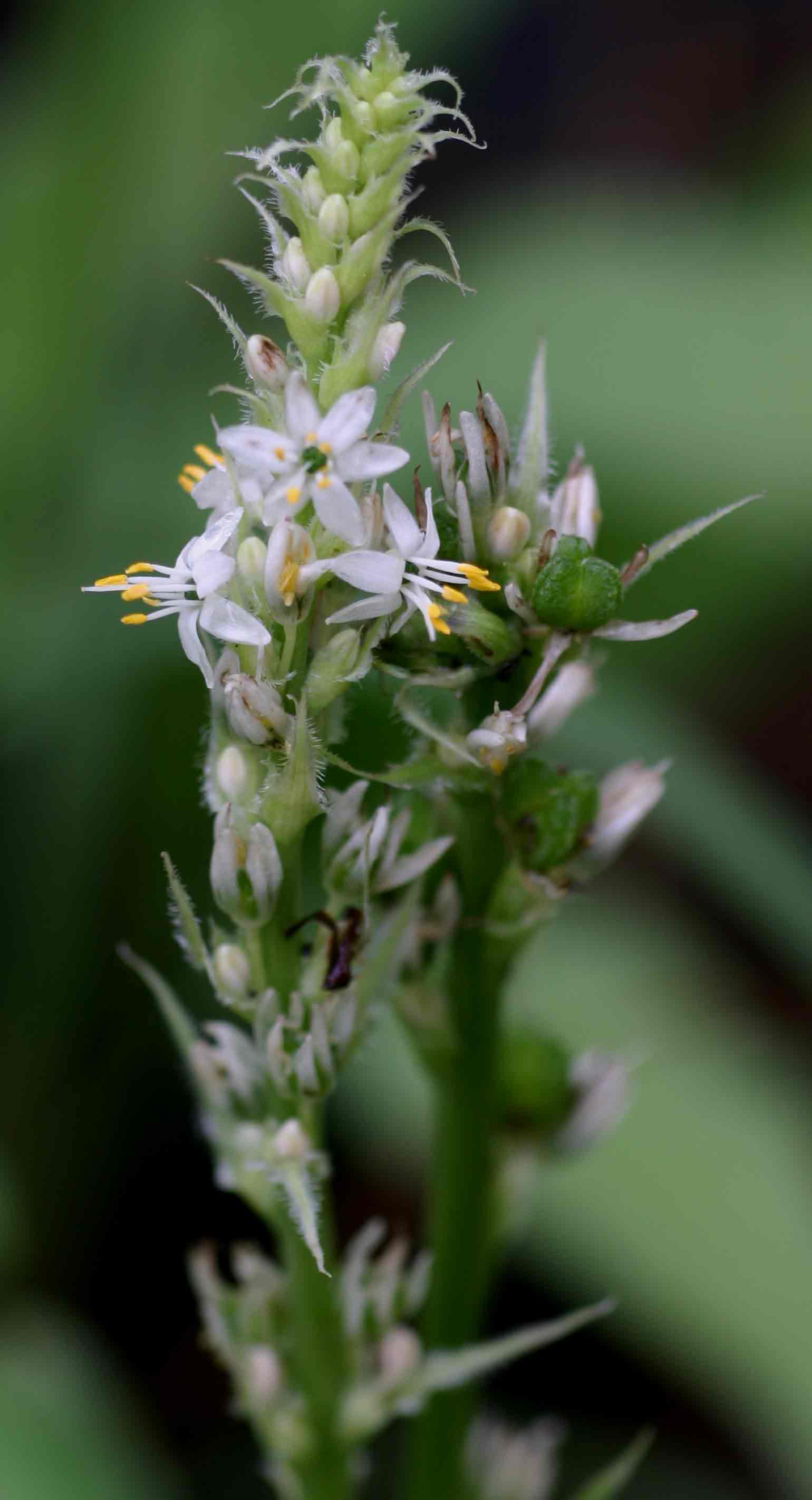 Chlorophytum brachystachyum