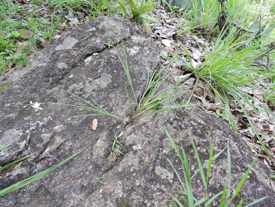 Chlorophytum galpinii var. matabelense
