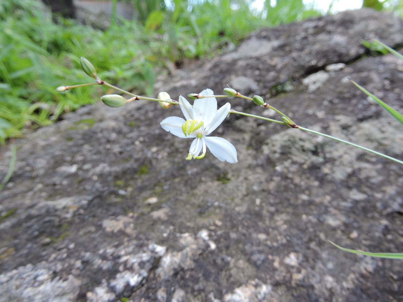 Chlorophytum galpinii var. matabelense