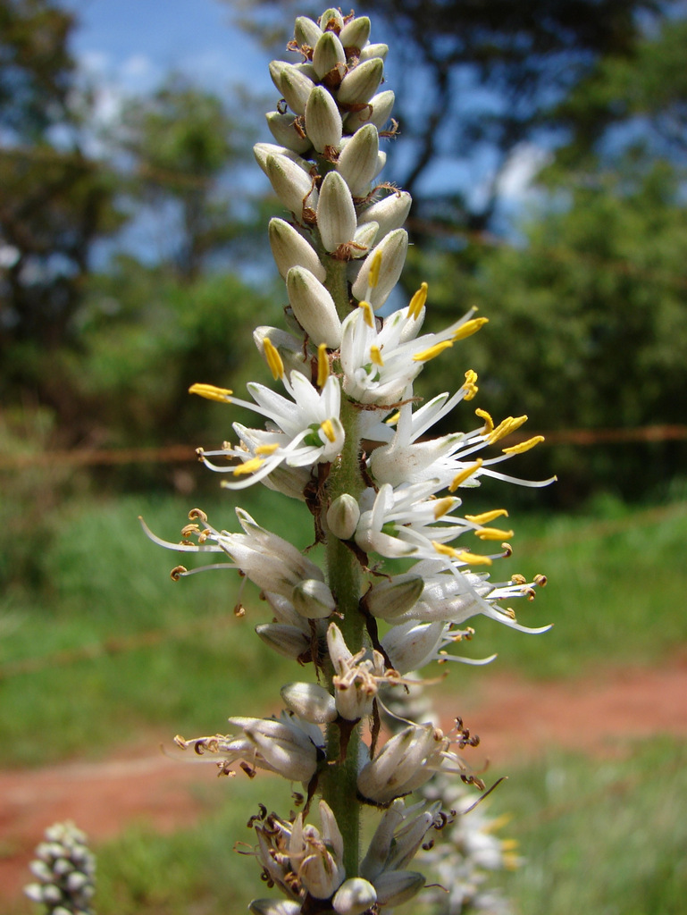 Chlorophytum longifolium