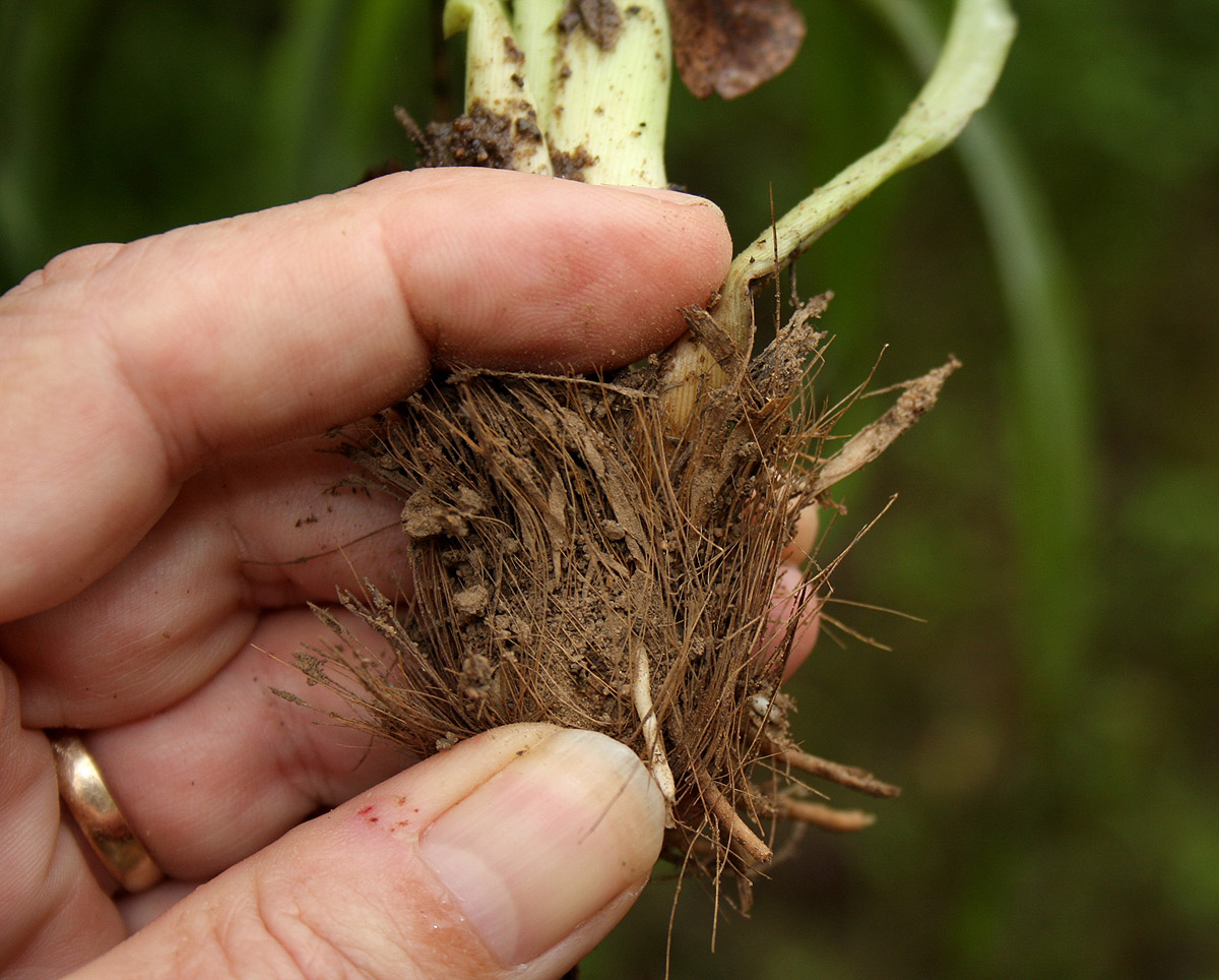 Chlorophytum longifolium
