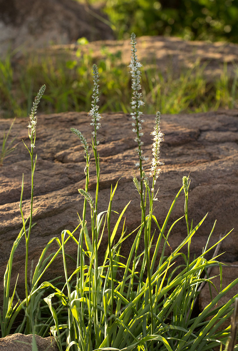 Chlorophytum longifolium