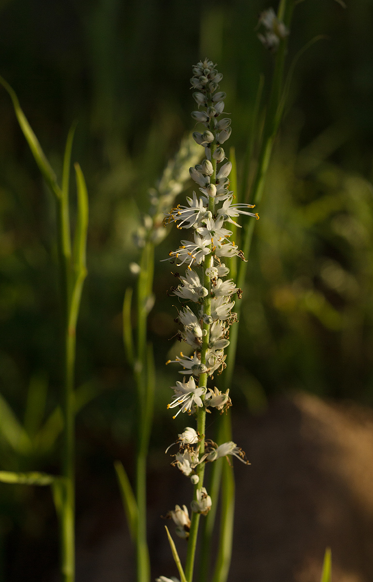 Chlorophytum longifolium