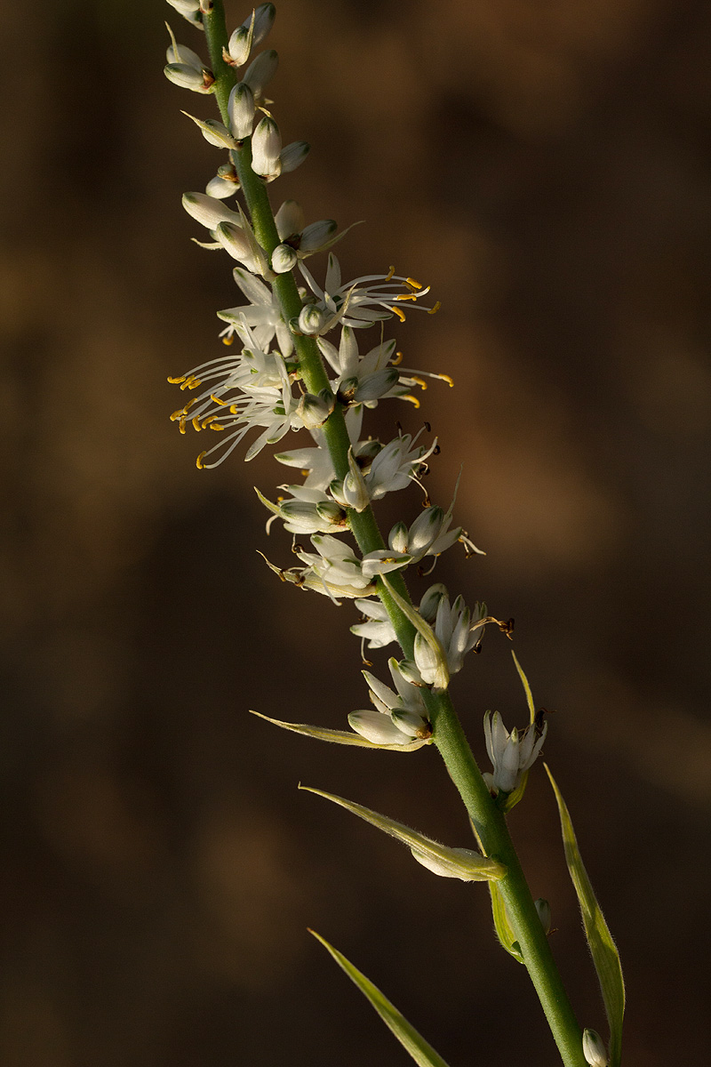 Chlorophytum longifolium