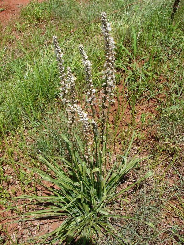 Chlorophytum longifolium