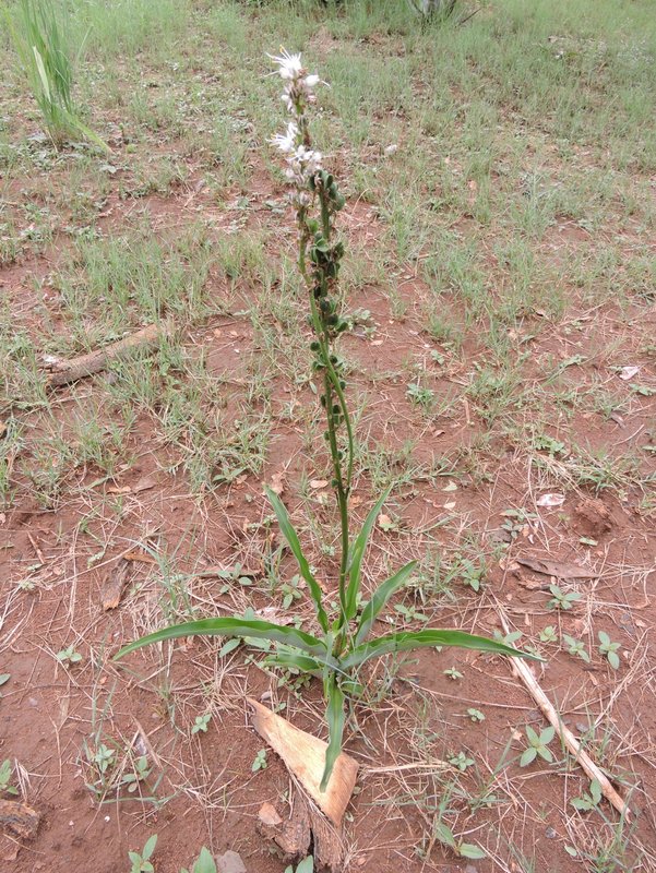 Chlorophytum longifolium