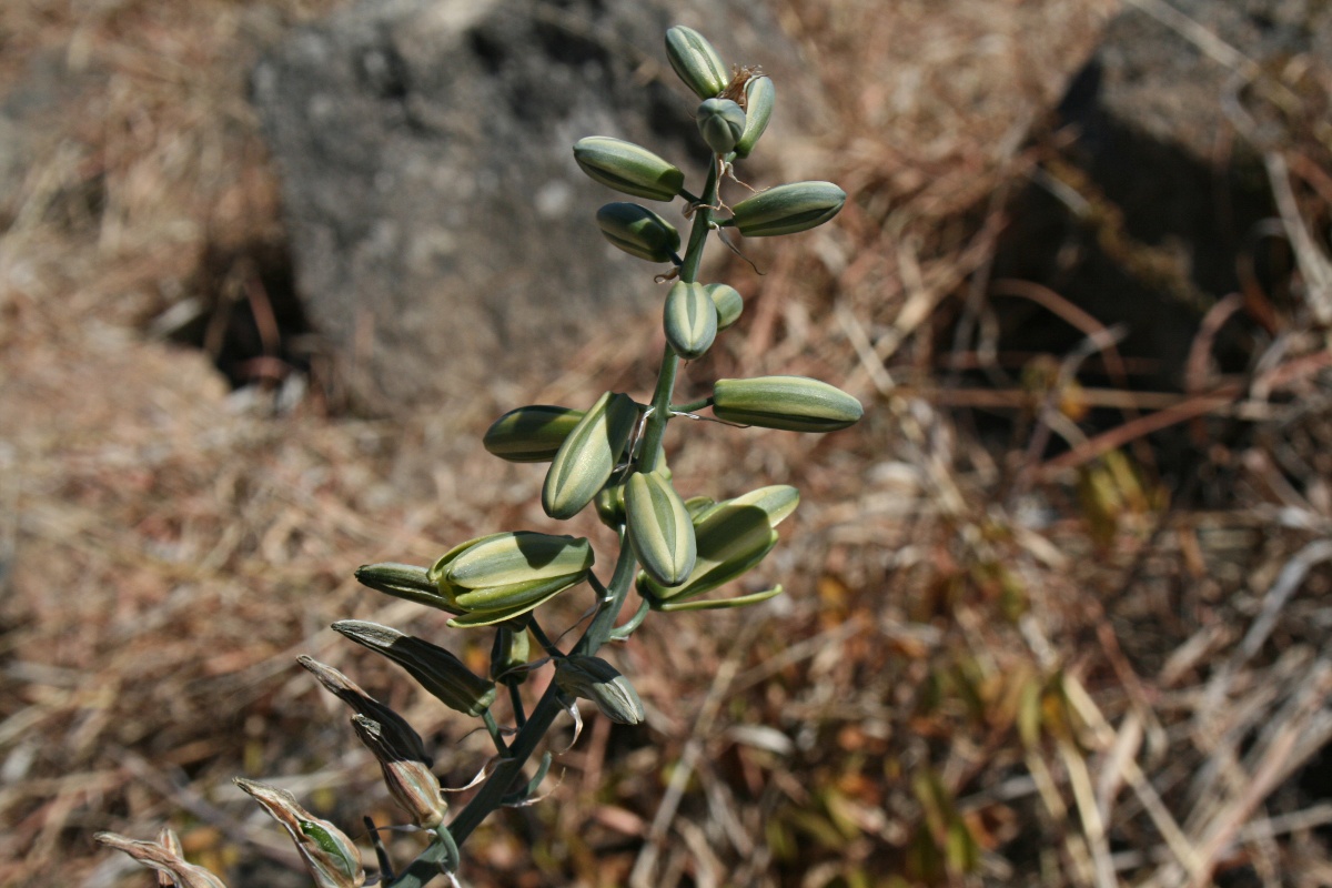 Albuca abyssinica Albuca abyssinica