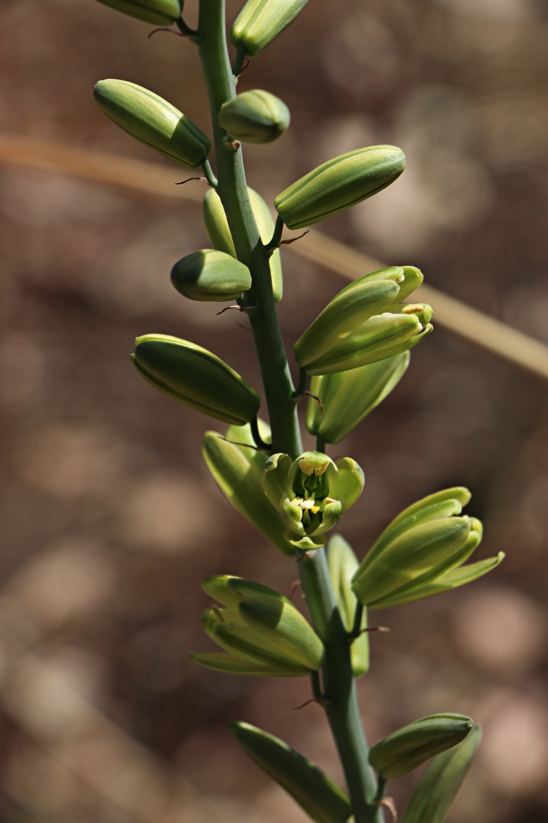 Albuca abyssinica Albuca abyssinica