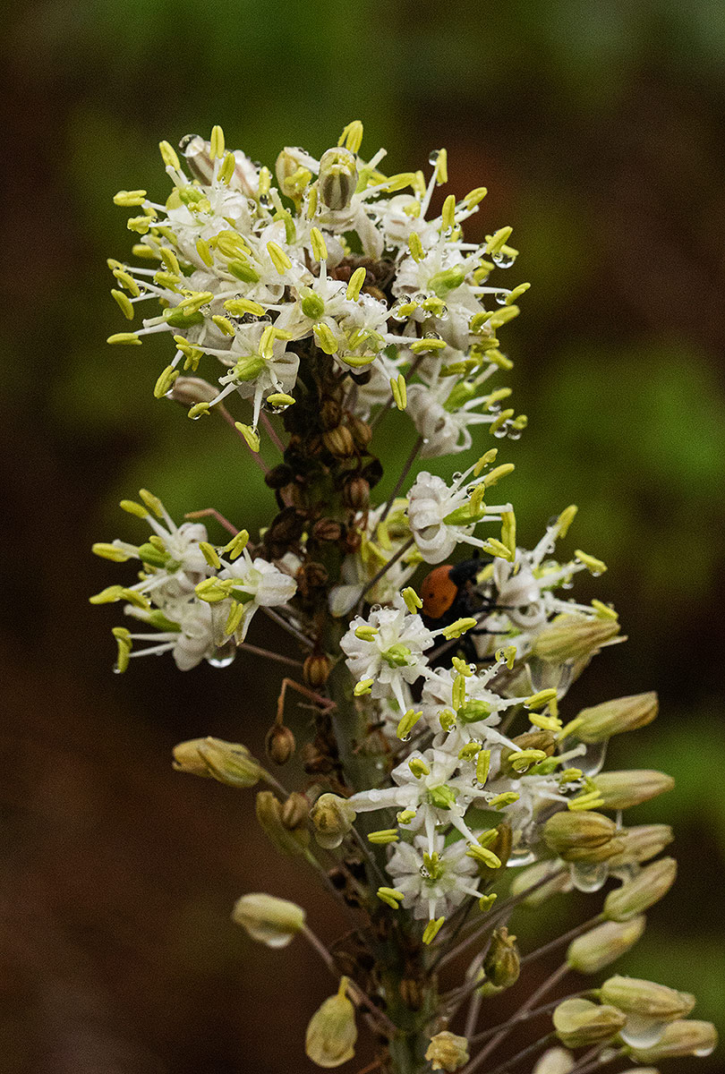 Drimia altissima Drimia altissima