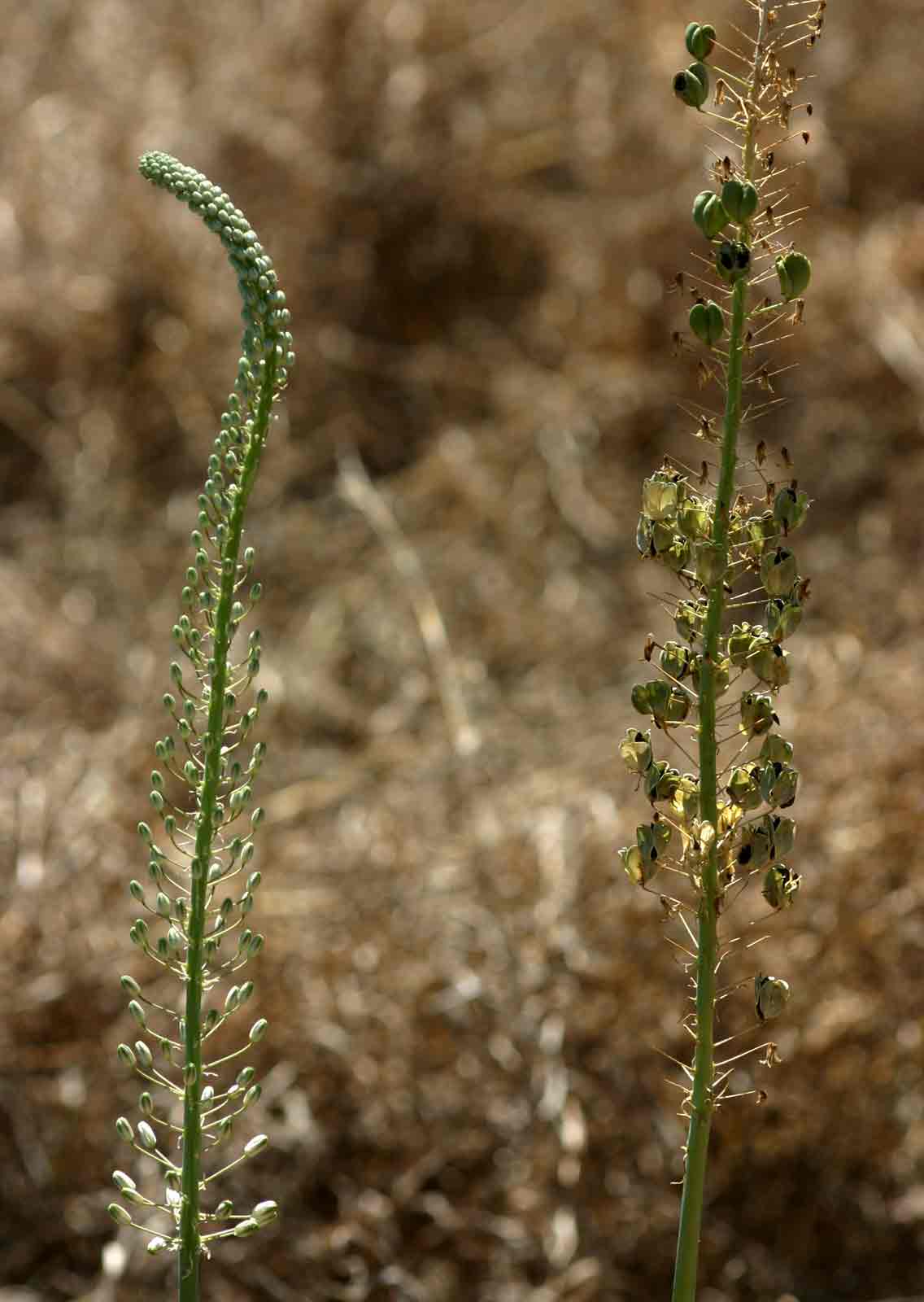 Drimia altissima