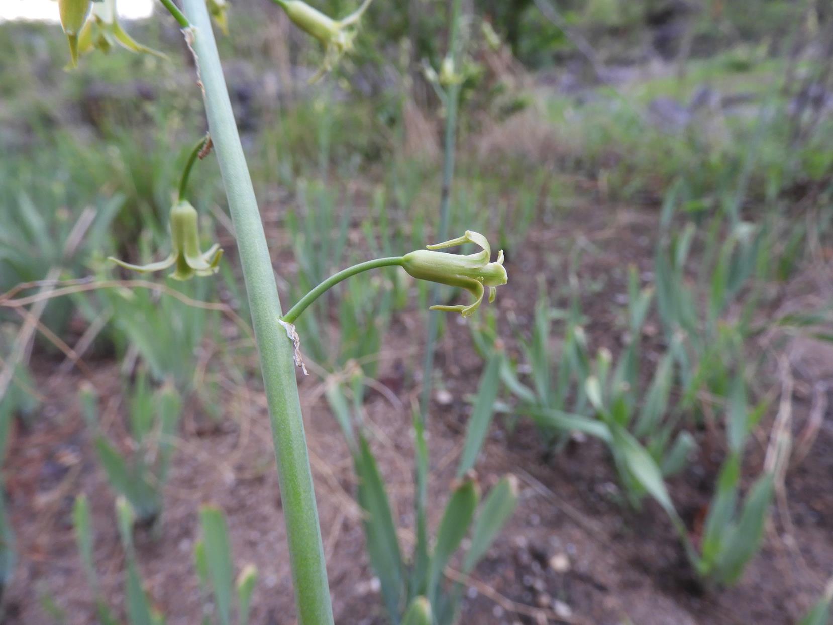 Dipcadi glaucum Dipcadi glaucum