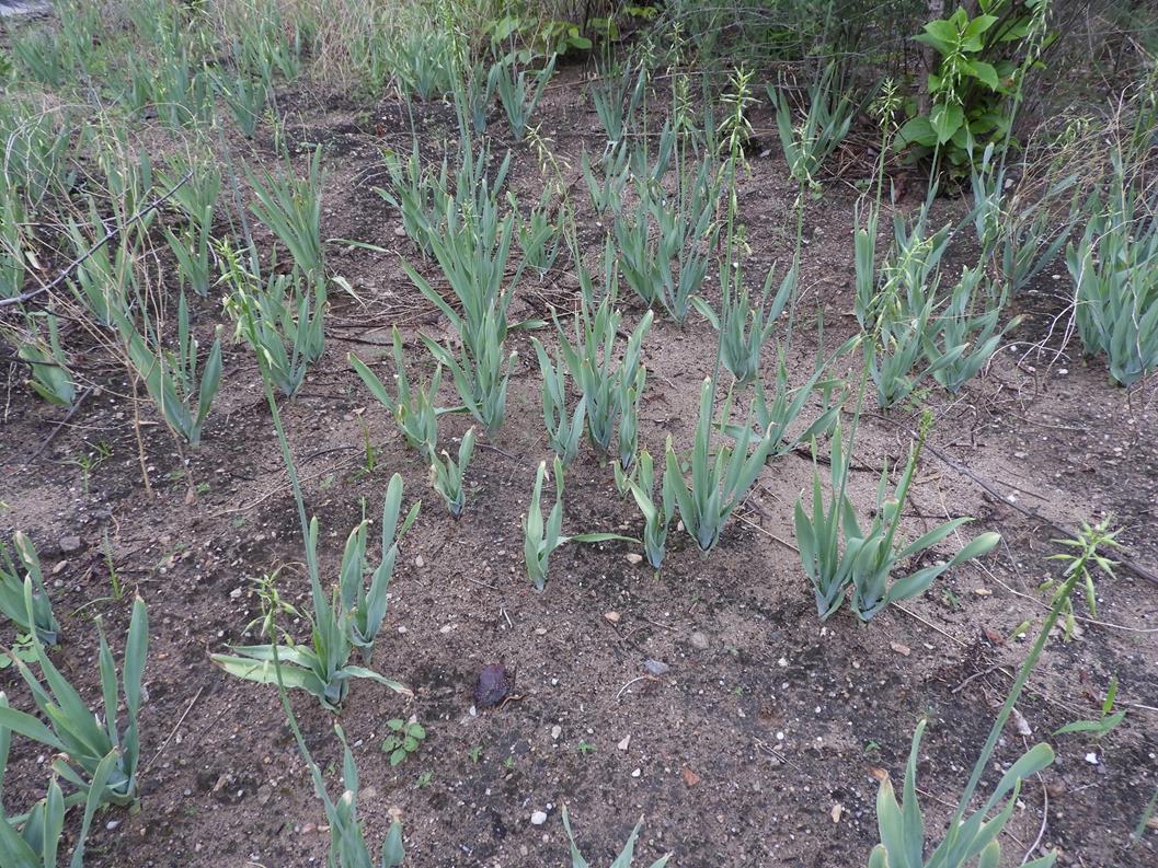 Dipcadi glaucum Dipcadi glaucum