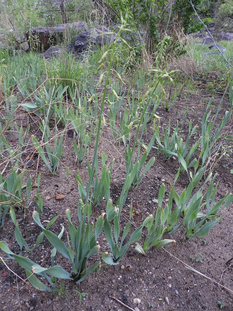 Dipcadi glaucum Dipcadi glaucum