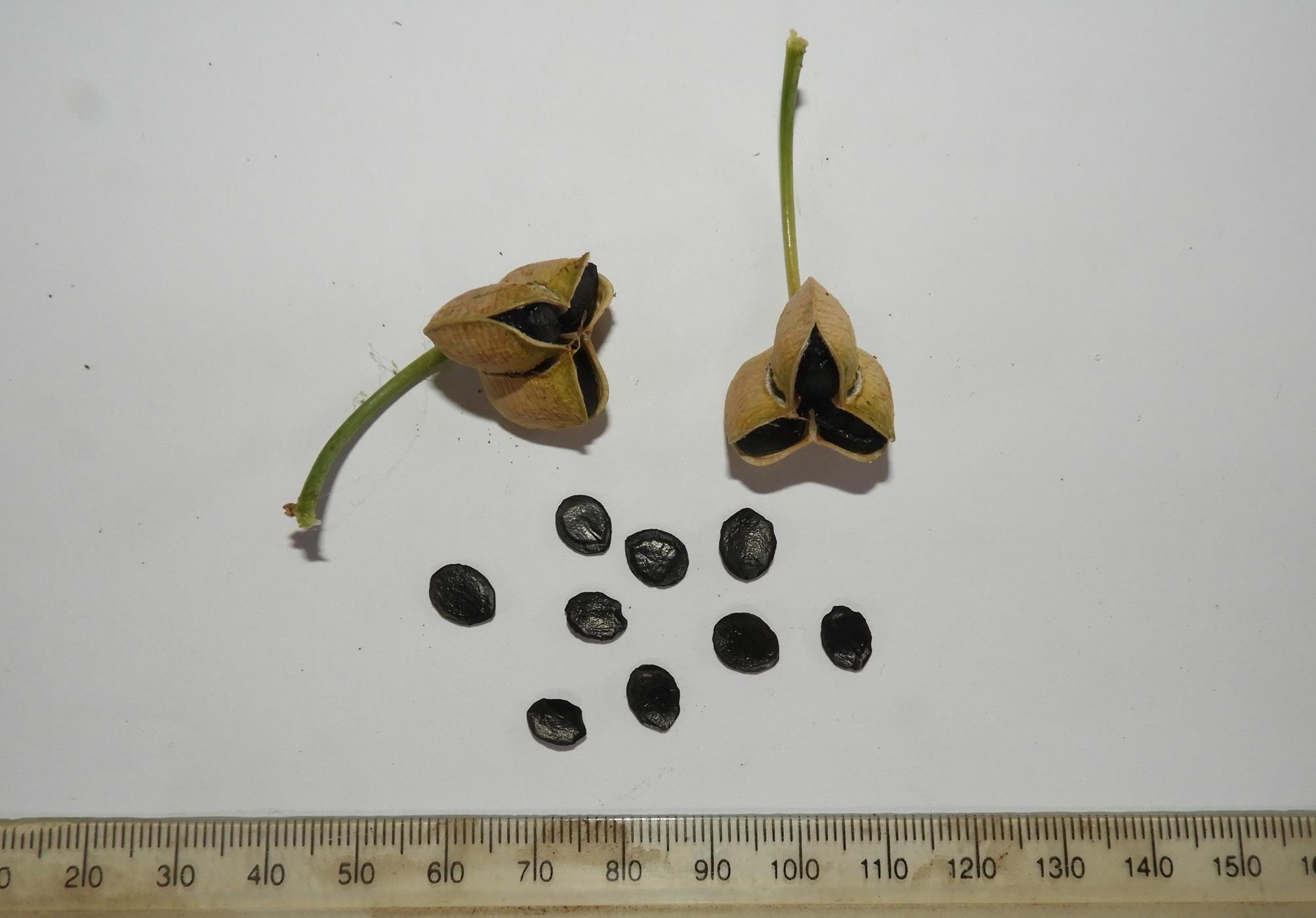 Dipcadi glaucum Dipcadi glaucum