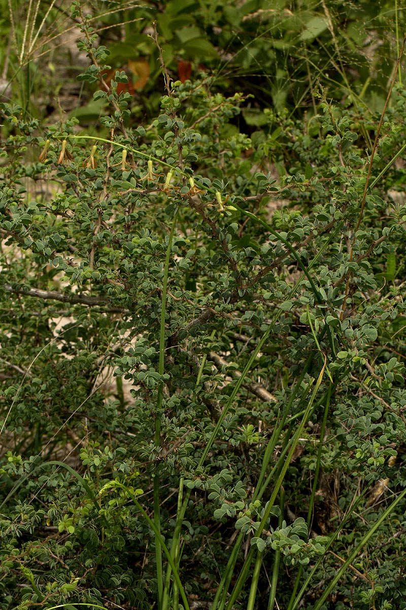 Dipcadi longifolium
