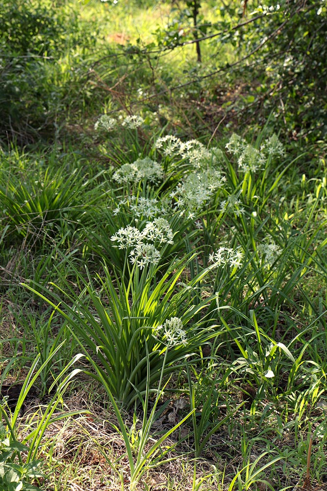 Ornithogalum pulchrum Ornithogalum pulchrum