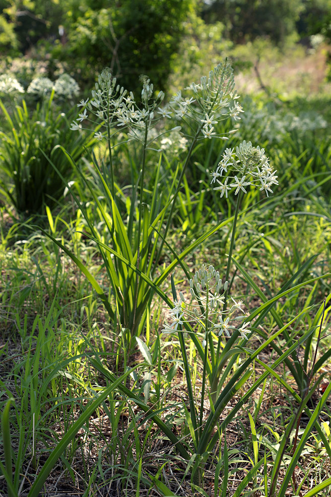 Ornithogalum pulchrum