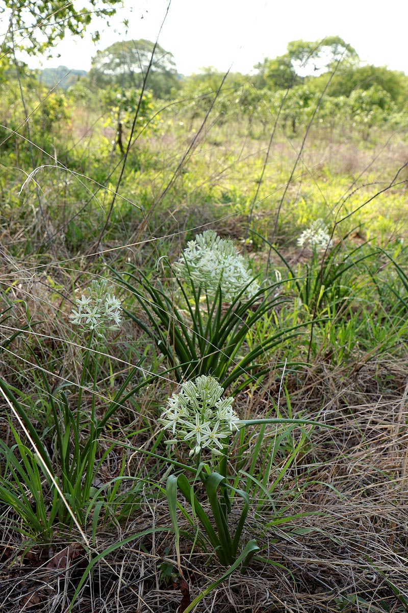 Ornithogalum pulchrum