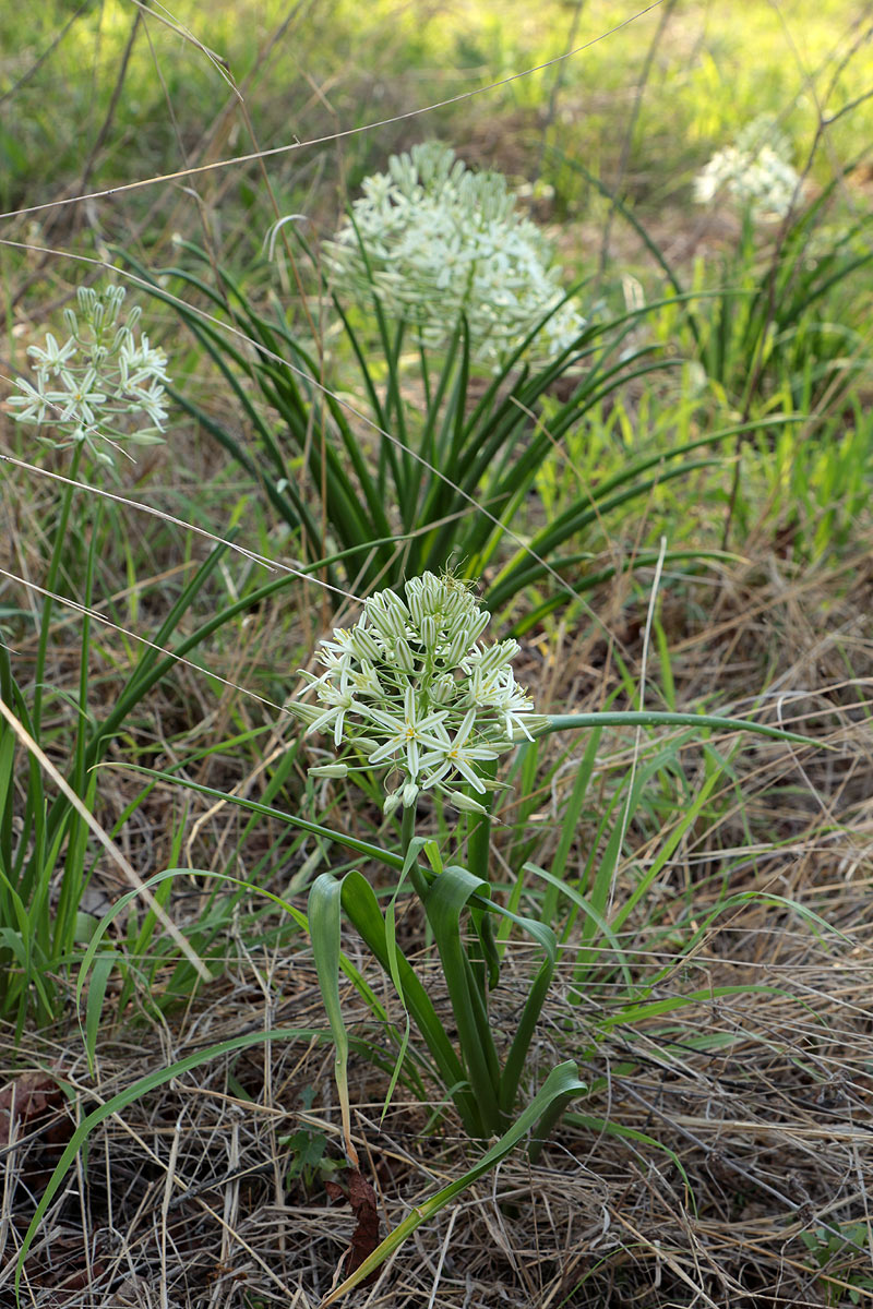 Ornithogalum pulchrum Ornithogalum pulchrum