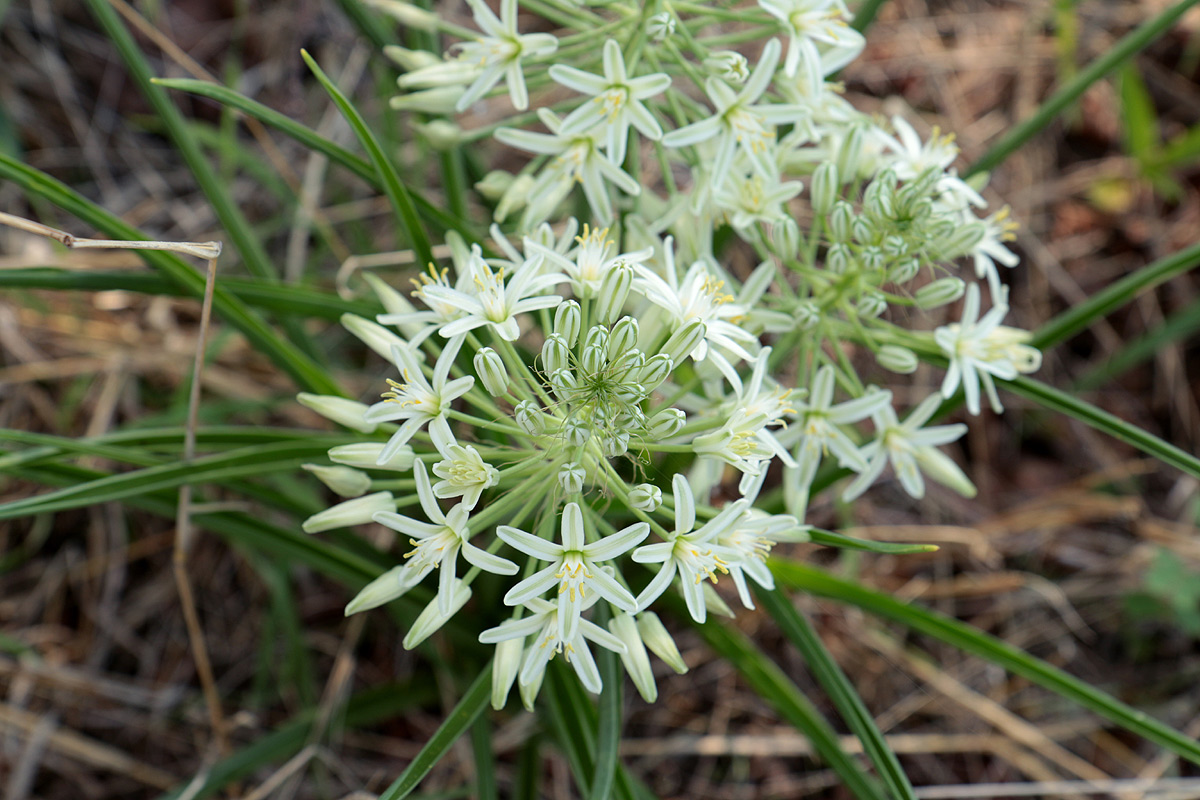 Ornithogalum pulchrum Ornithogalum pulchrum