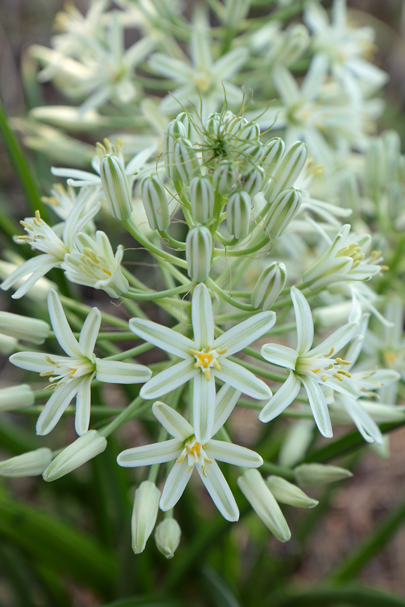 Ornithogalum pulchrum