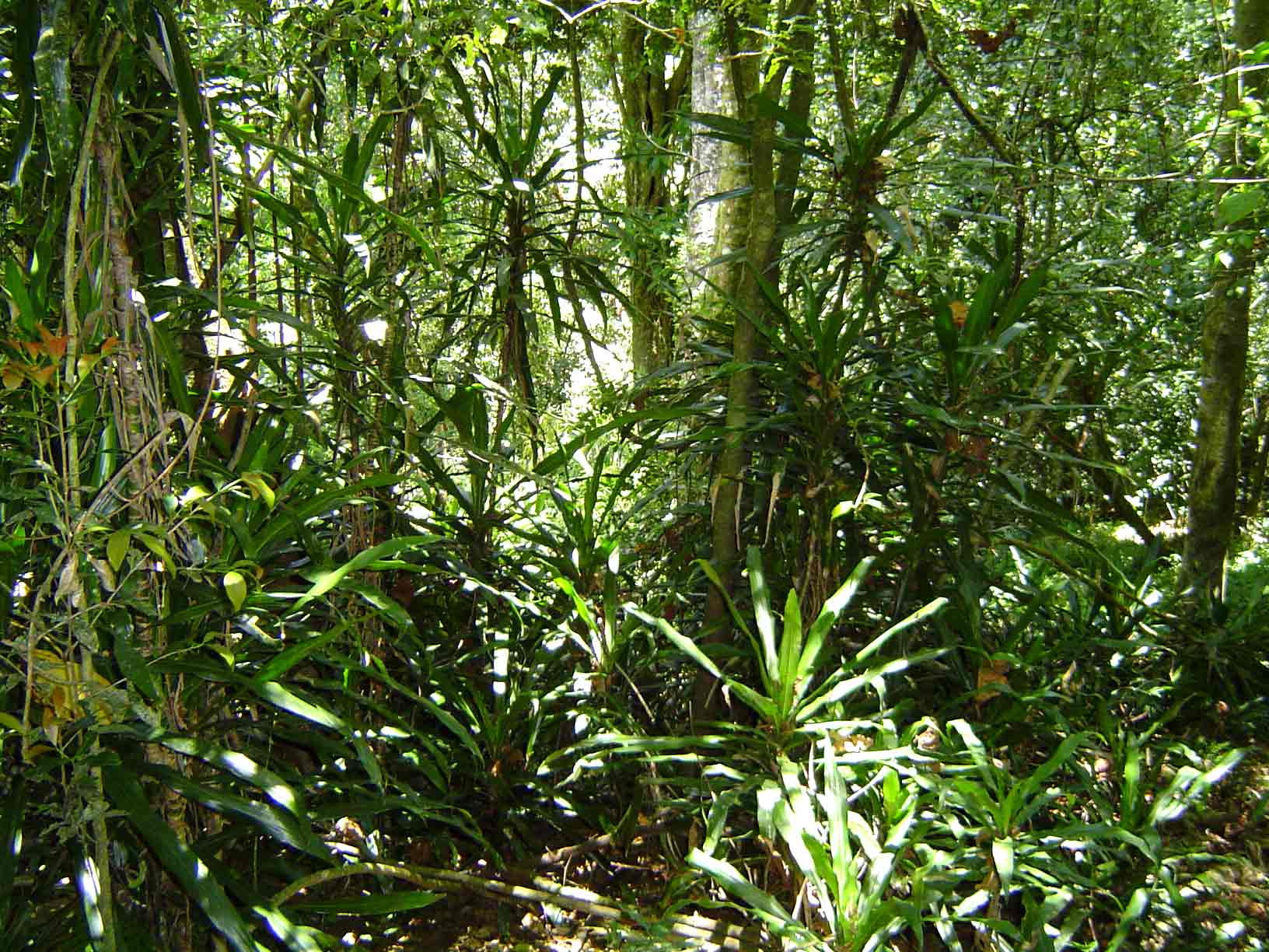Dracaena fragrans Dracaena fragrans