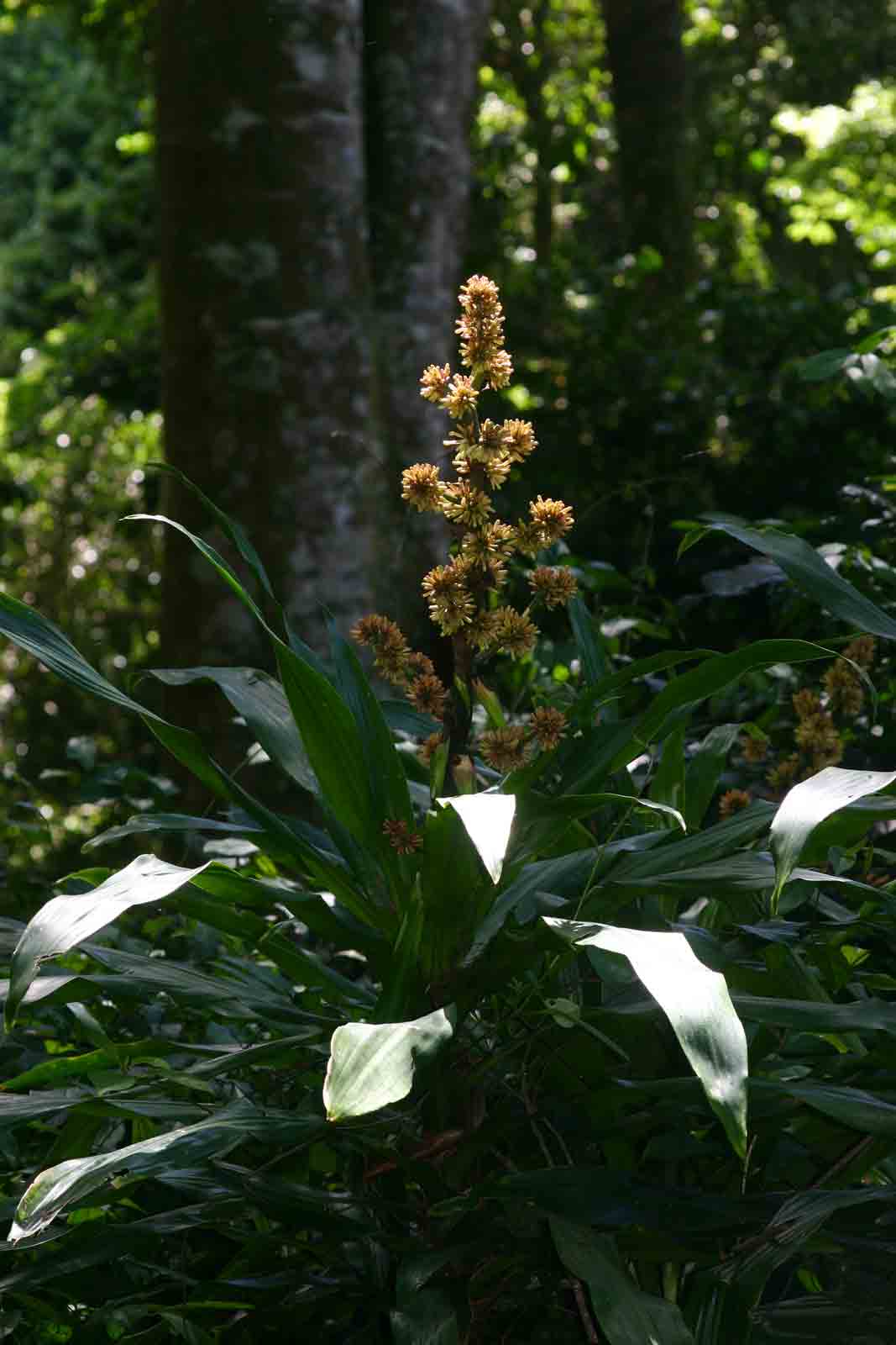 Dracaena fragrans Dracaena fragrans