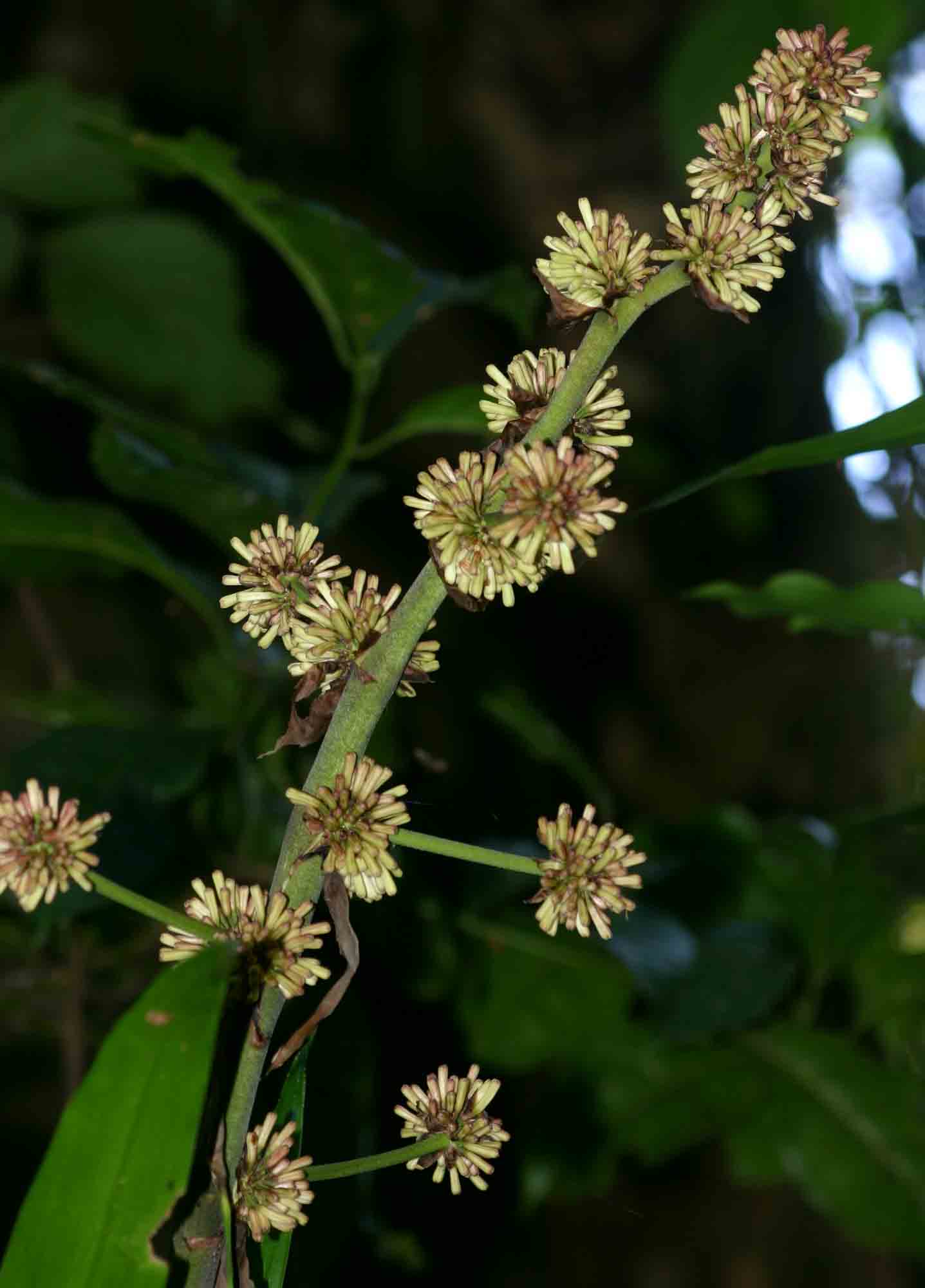 Dracaena fragrans Dracaena fragrans