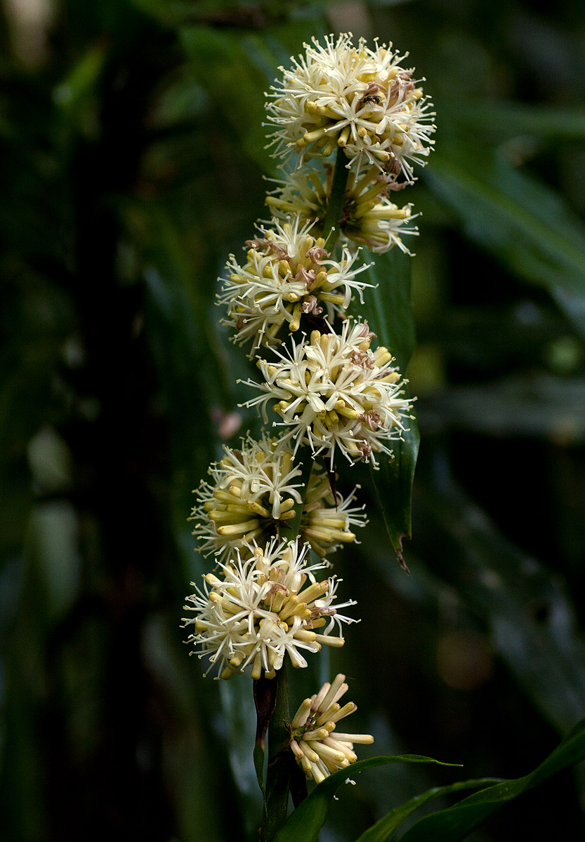 Dracaena fragrans Dracaena fragrans