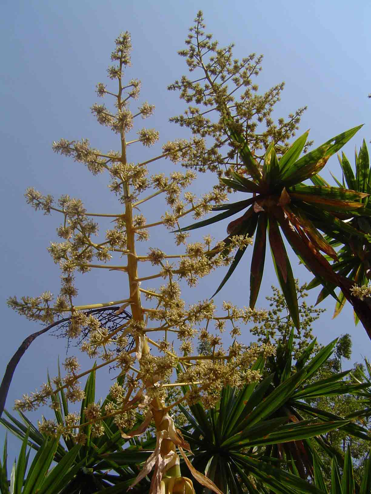 Dracaena steudneri Dracaena steudneri