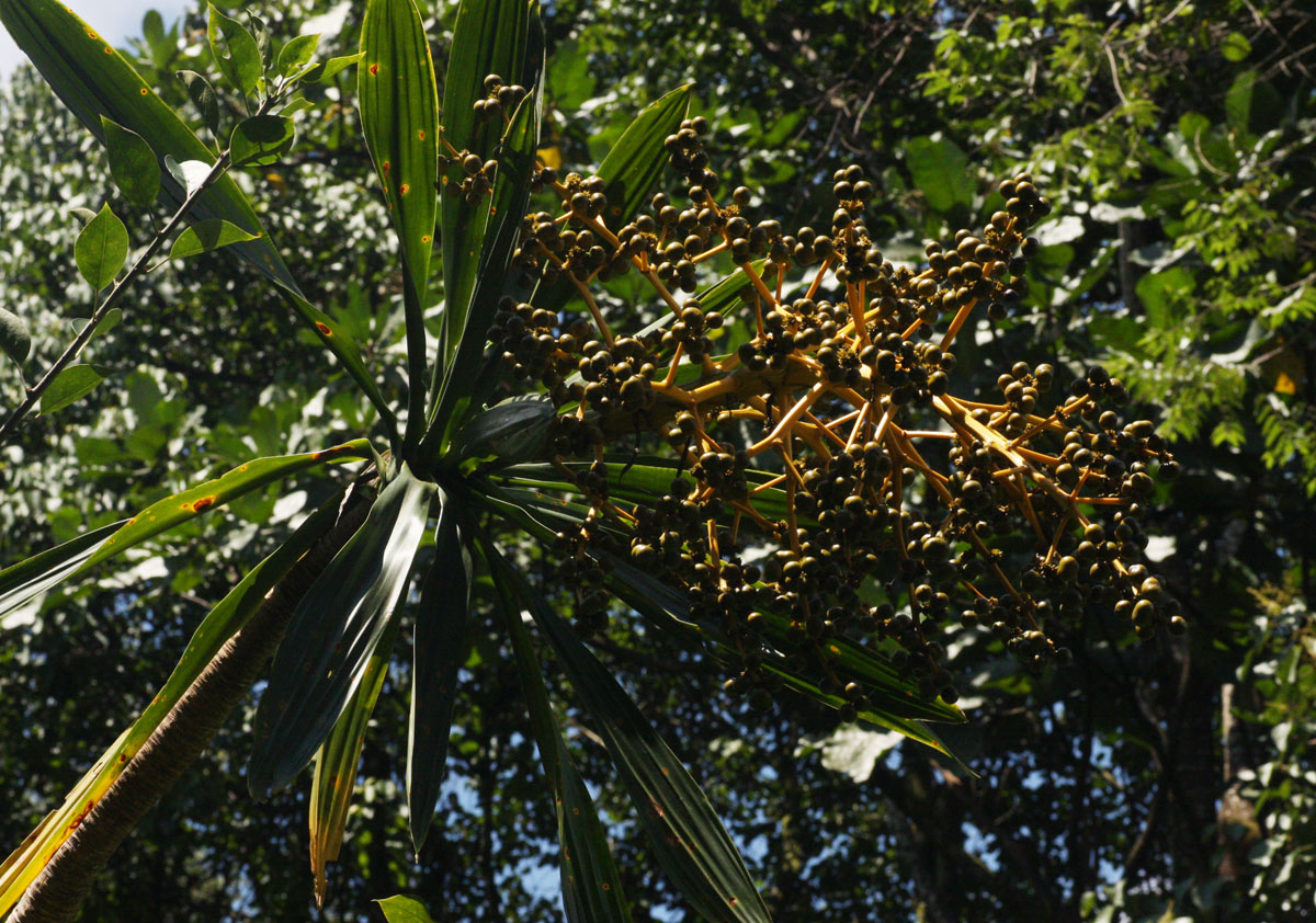 Dracaena steudneri Dracaena steudneri