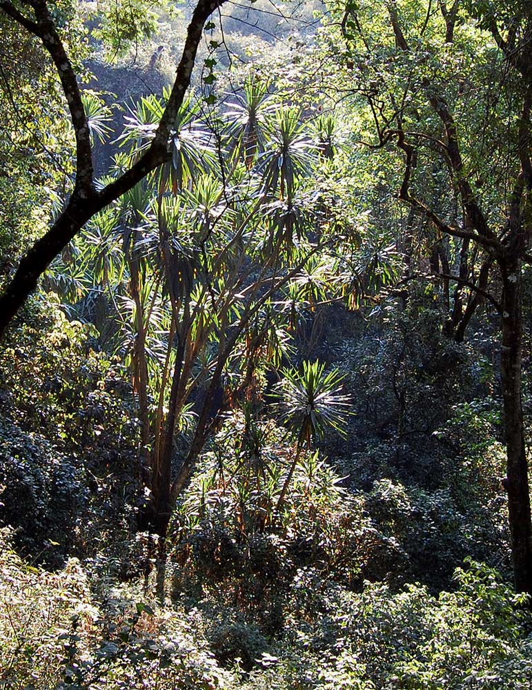 Dracaena steudneri Dracaena steudneri