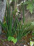 Sansevieria pearsonii