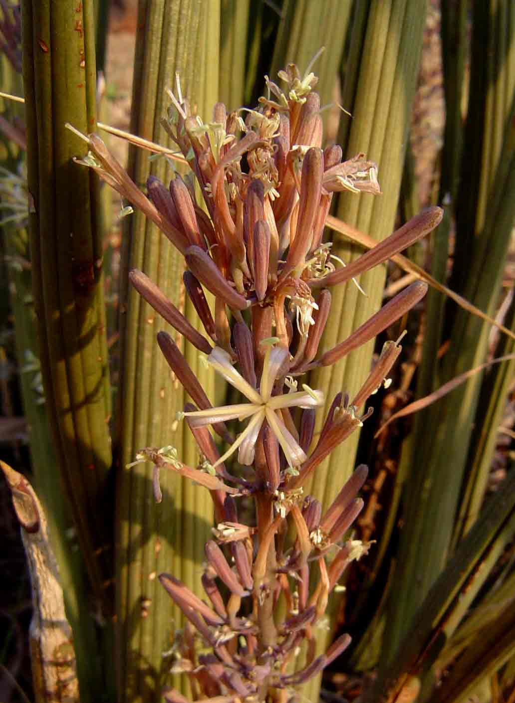 Sansevieria pearsonii Sansevieria pearsonii
