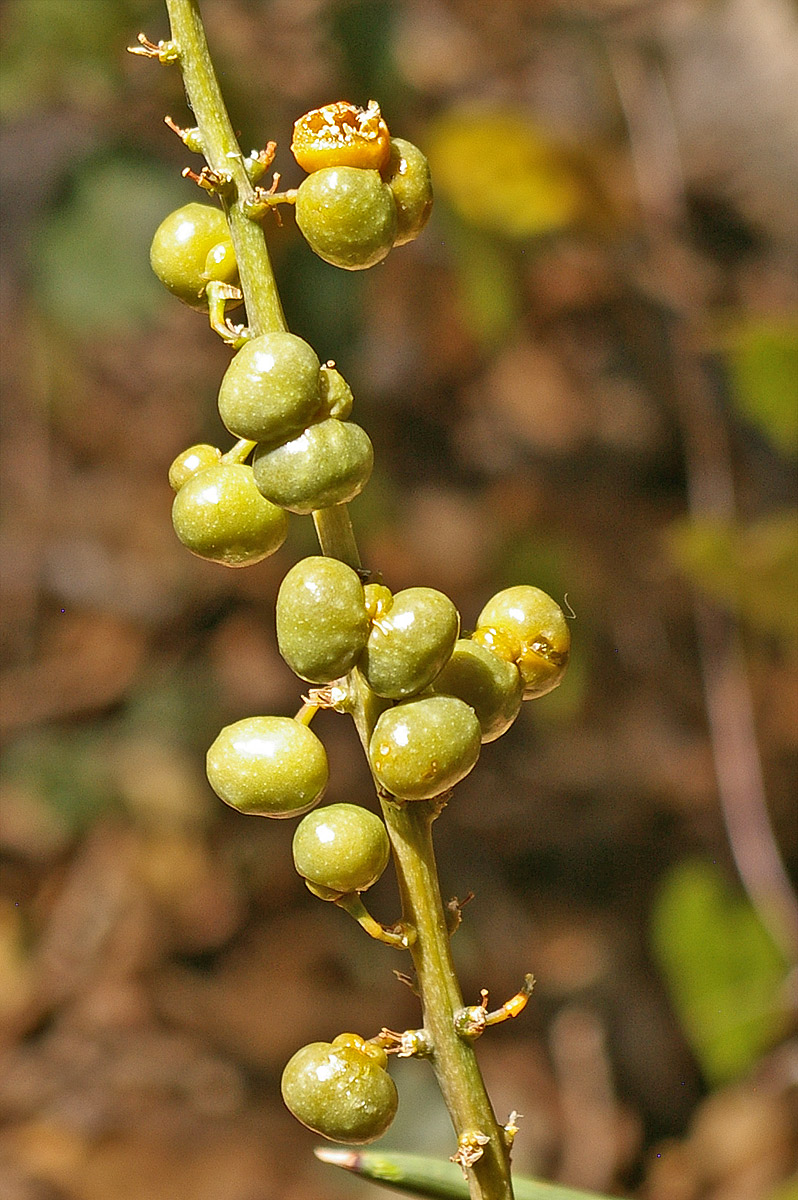 Sansevieria pearsonii
