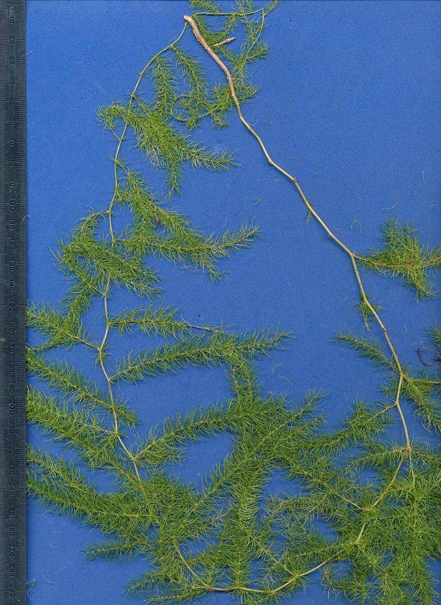 Asparagus africanus var. africanus Asparagus africanus var. africanus