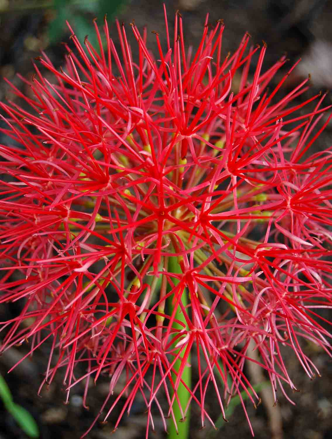 Scadoxus multiflorus subsp. multiflorus