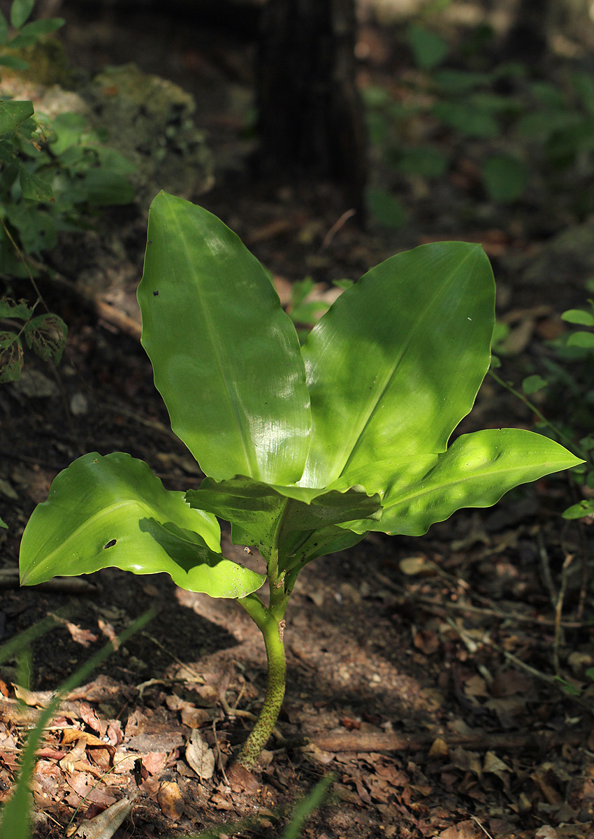 Scadoxus multiflorus subsp. multiflorus Scadoxus multiflorus subsp. multiflorus