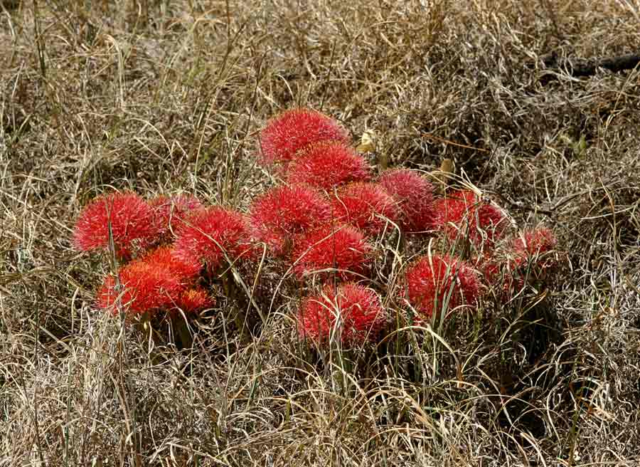 Scadoxus multiflorus subsp. multiflorus