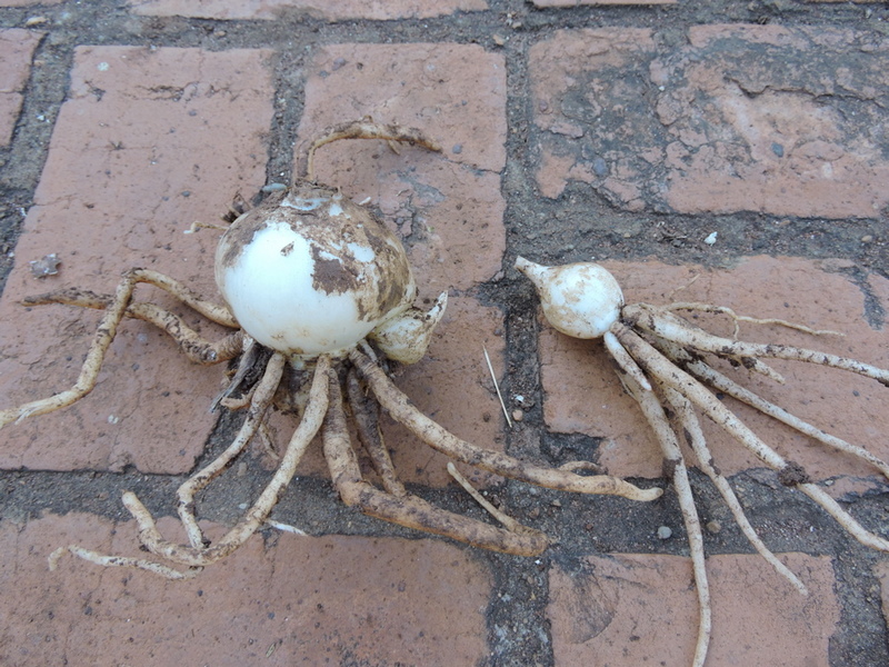 Scadoxus multiflorus subsp. multiflorus