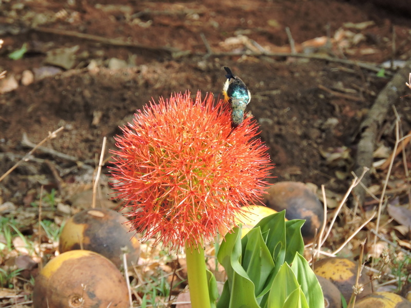 Scadoxus multiflorus subsp. multiflorus