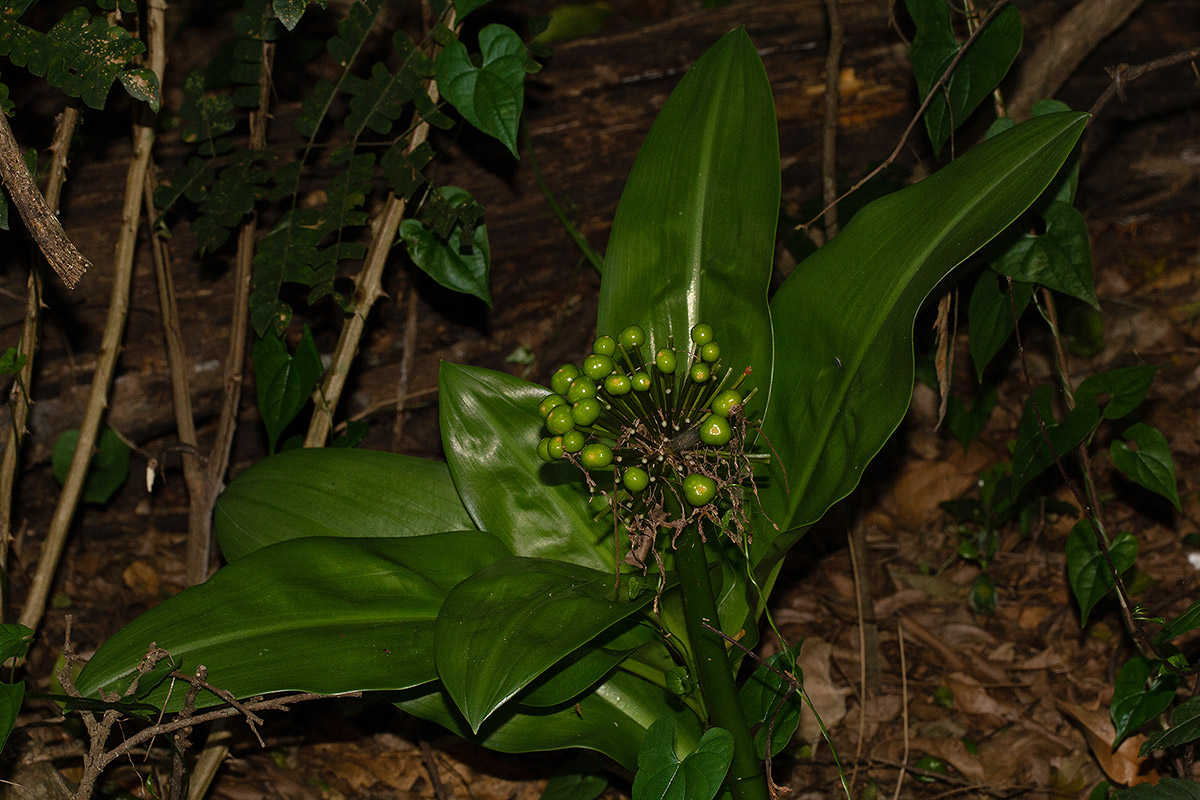 Scadoxus multiflorus subsp. multiflorus Scadoxus multiflorus subsp. multiflorus