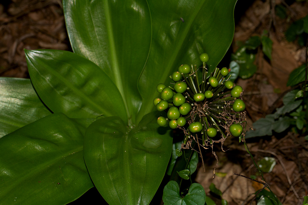 Scadoxus multiflorus subsp. multiflorus