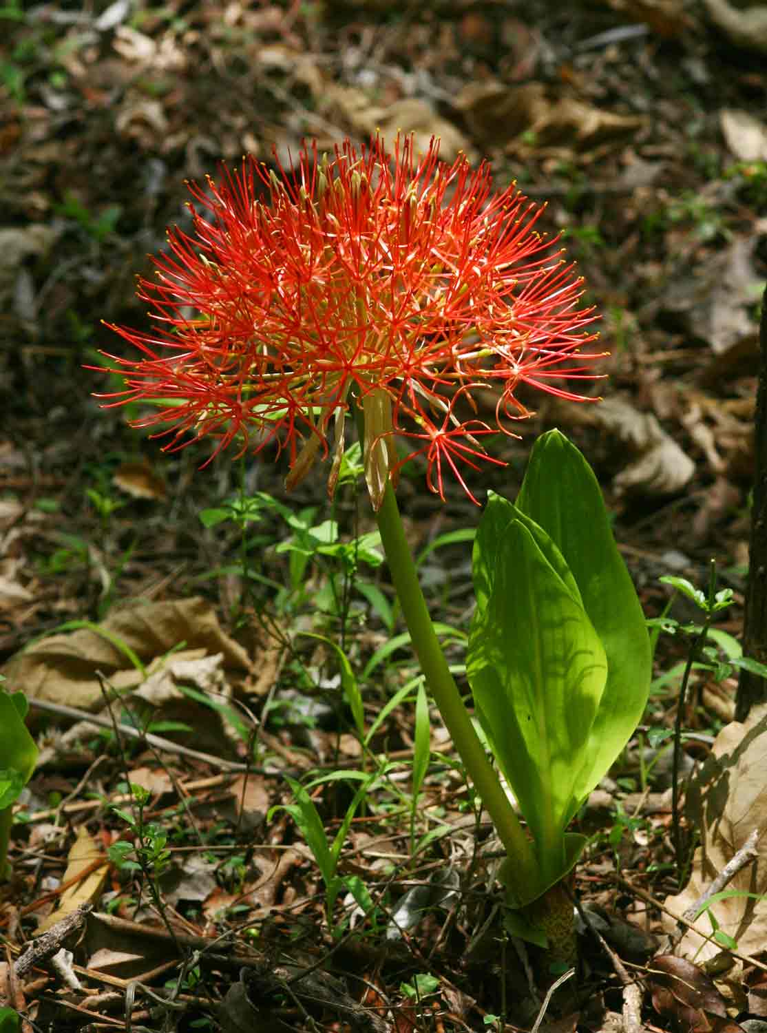 Scadoxus multiflorus subsp. multiflorus