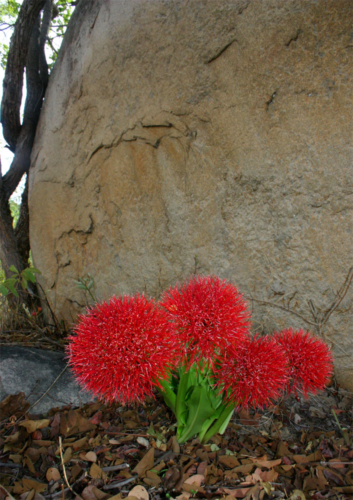 Scadoxus multiflorus subsp. multiflorus