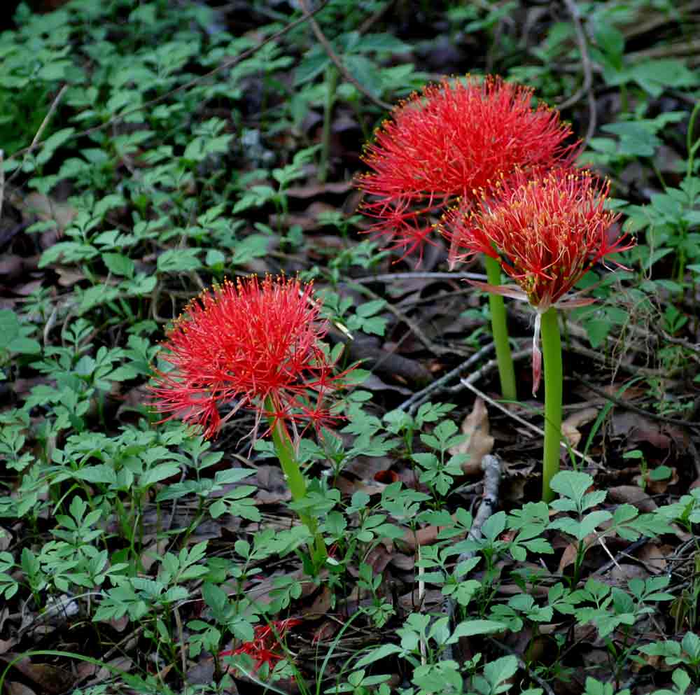 Scadoxus multiflorus subsp. multiflorus