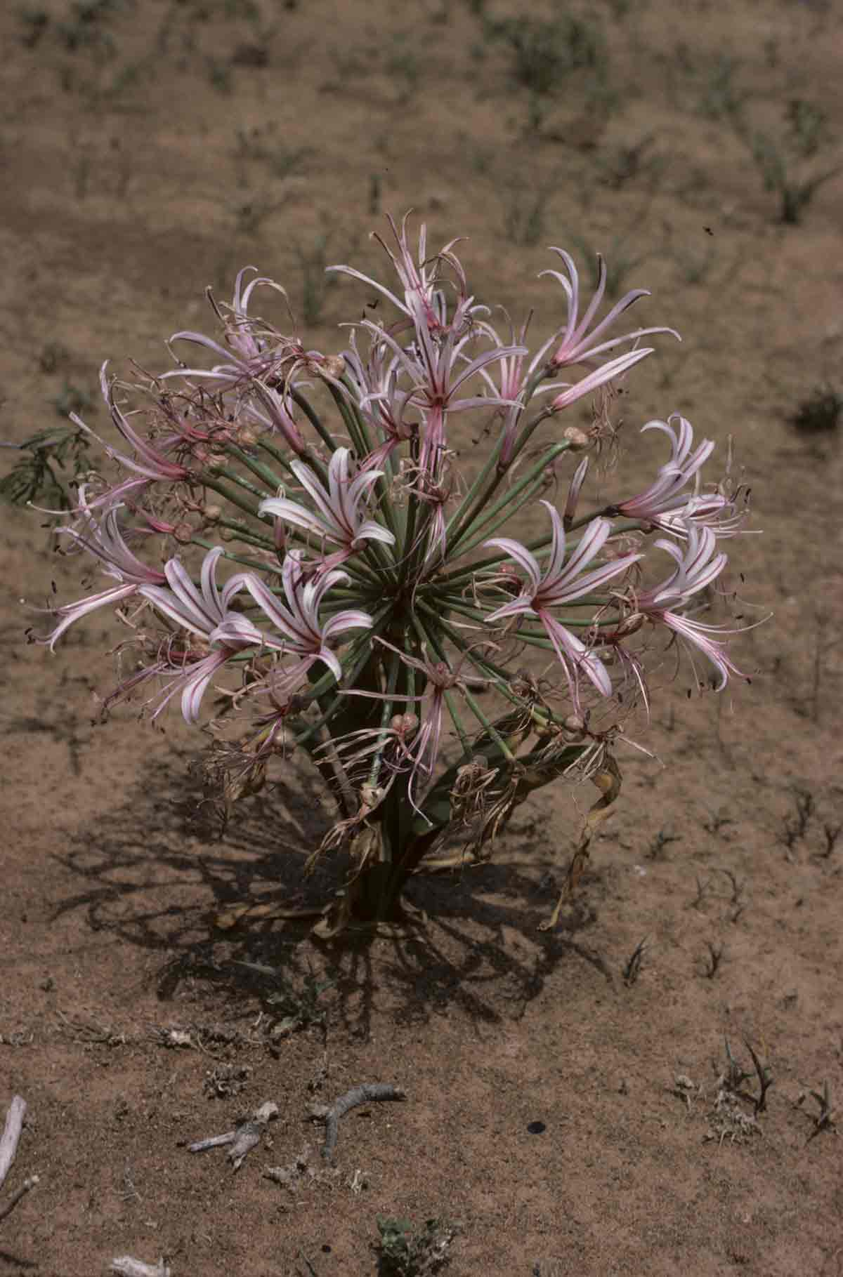 Nerine laticoma
