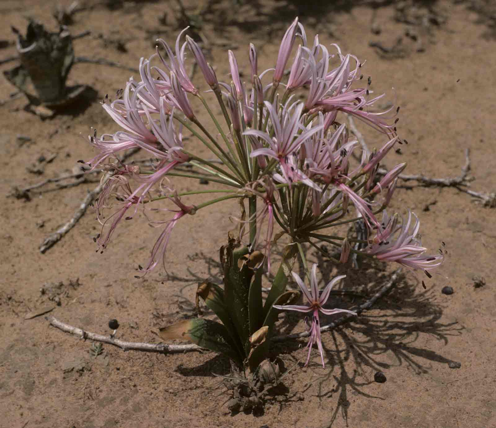 Nerine laticoma