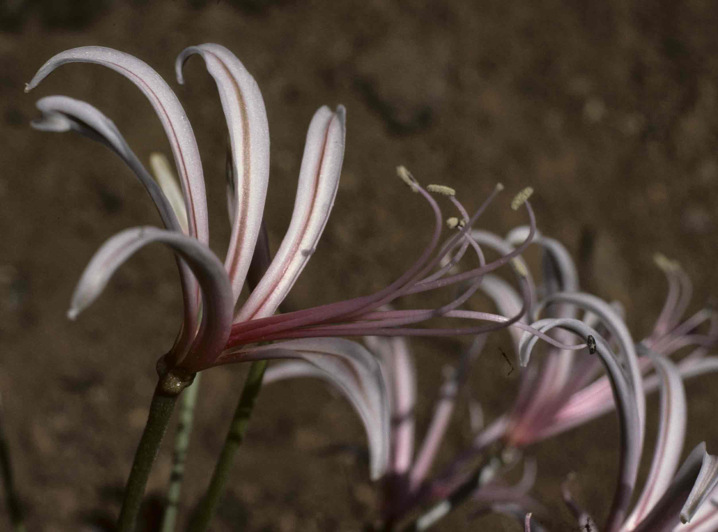 Nerine laticoma